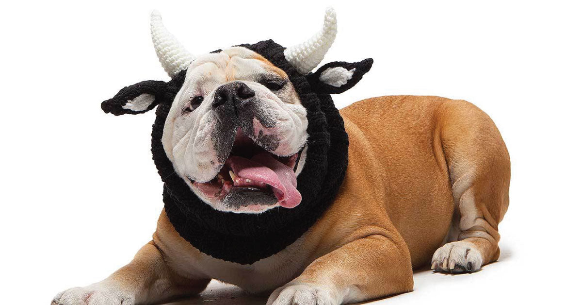 Bull Zoo Snood - The Viral Cute Crochet Dog Snood Costume To Keep Warm ...