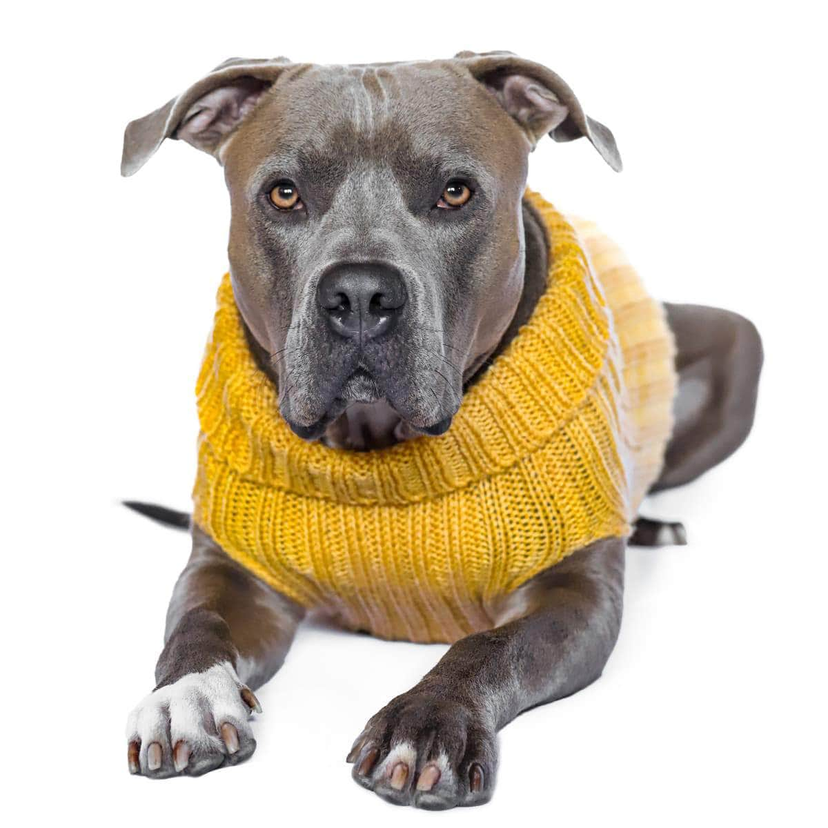 Yellow best sale dog jumper