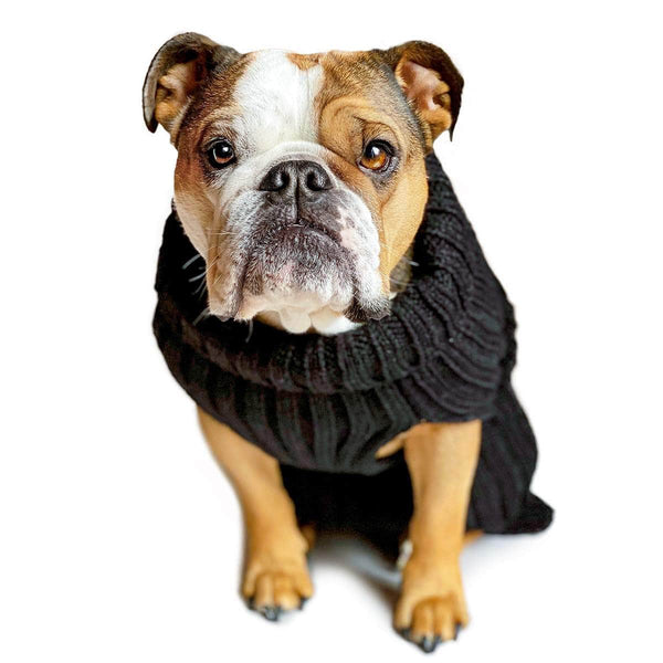 Black dog sweaters best sale